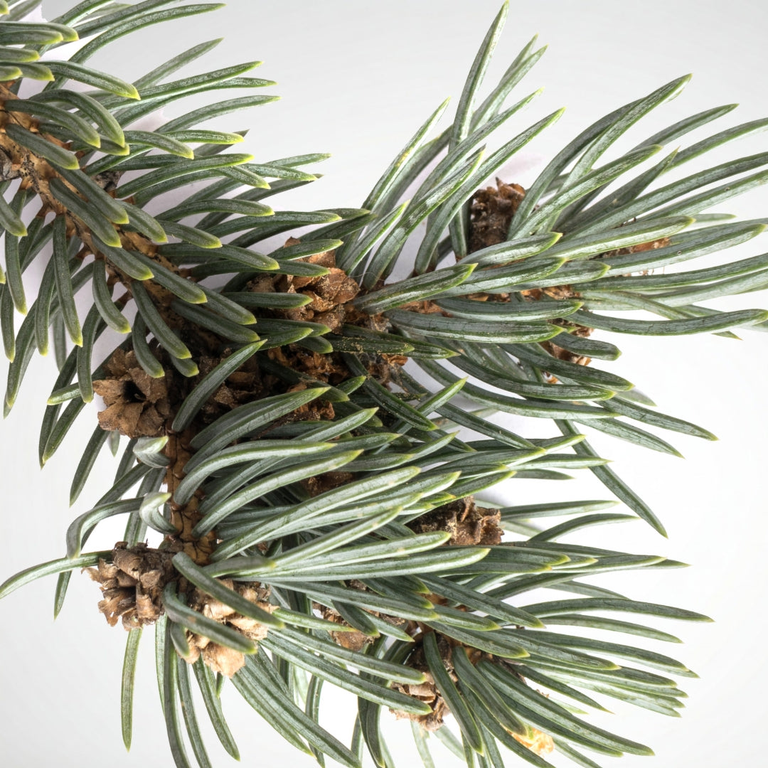 Fir Balsam Candle